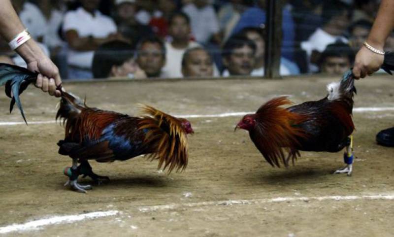 Phân Biệt Gà Đá Cựa Sắt Và Gà Đá Đòn - Những Điểm Khác Biệt 1 Phân Biệt Gà Đá Cựa Sắt Và Gà Đá Đòn - Những Điểm Khác Biệt